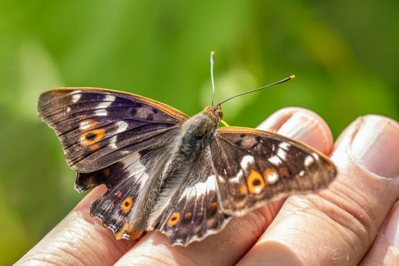 a erfly that is on the finger of someone