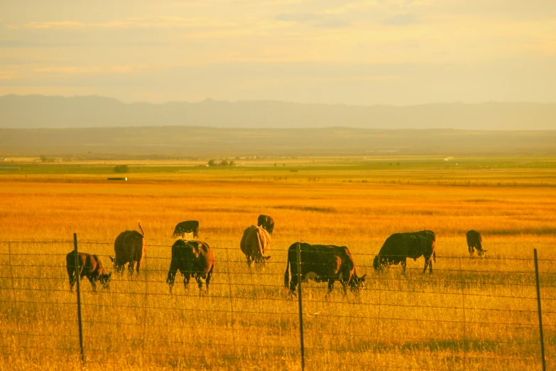 several cows are grazing on the side of a barbed wire fence