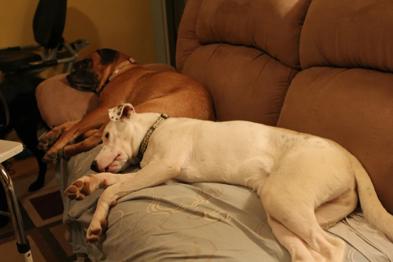 two dogs are sleeping on a brown couch
