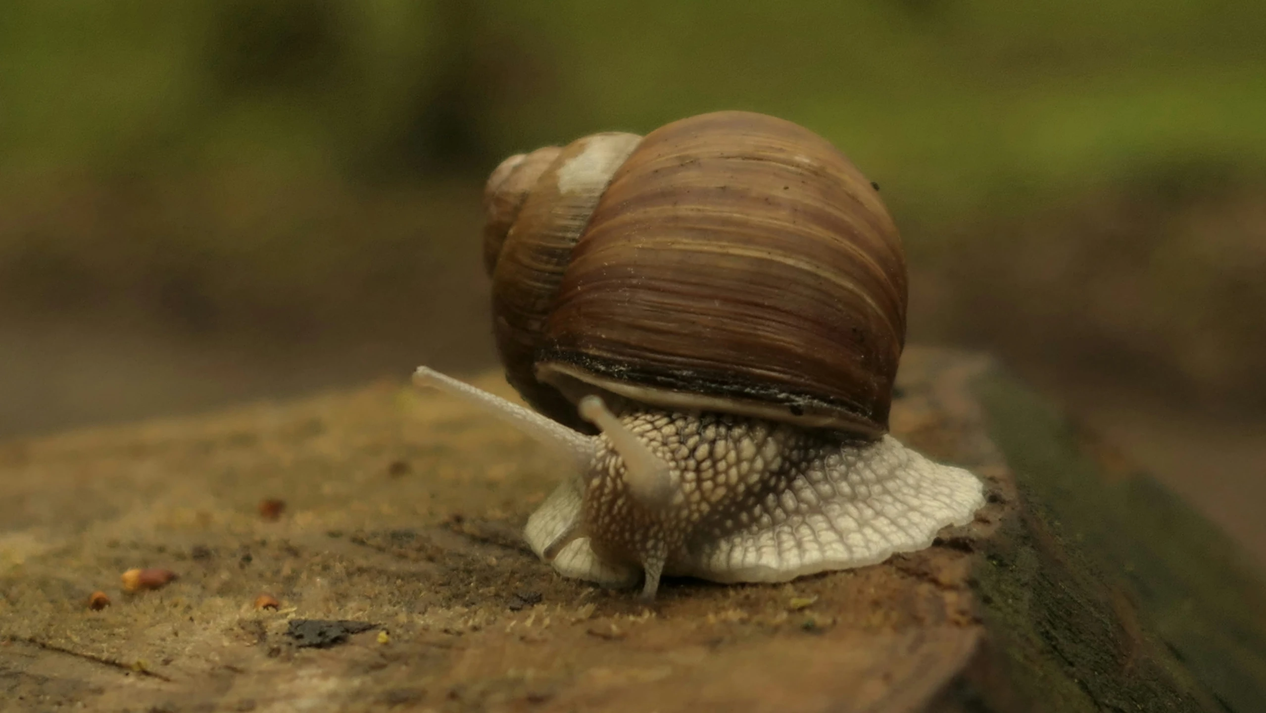 the snail has a very big shell, the other side is brown