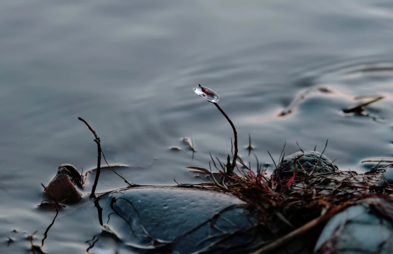 water flowing over an icy and broken grass