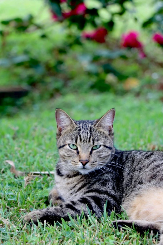 the cat is laying down on grass and looks sad