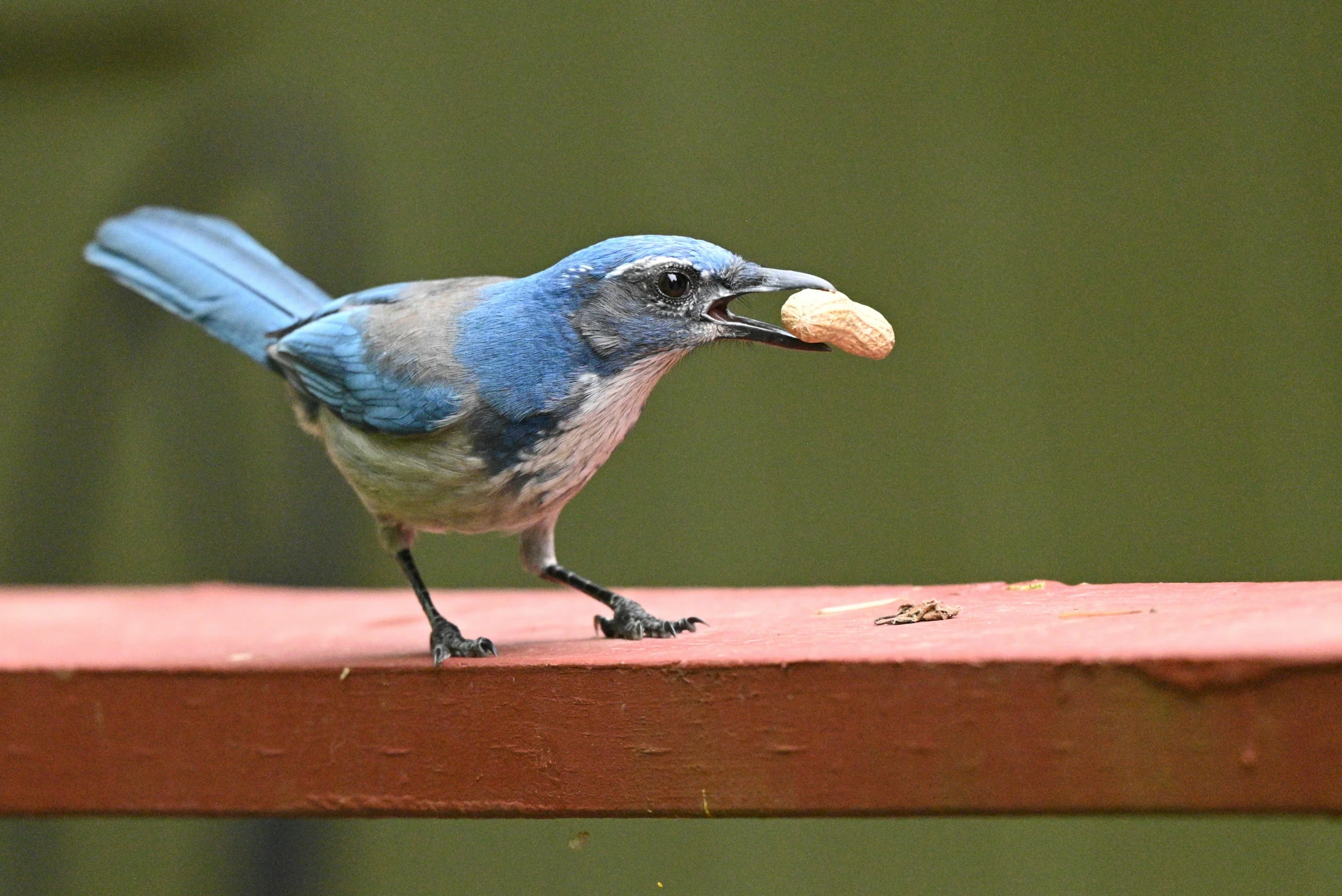 a blue bird with an orange beak on top of a table