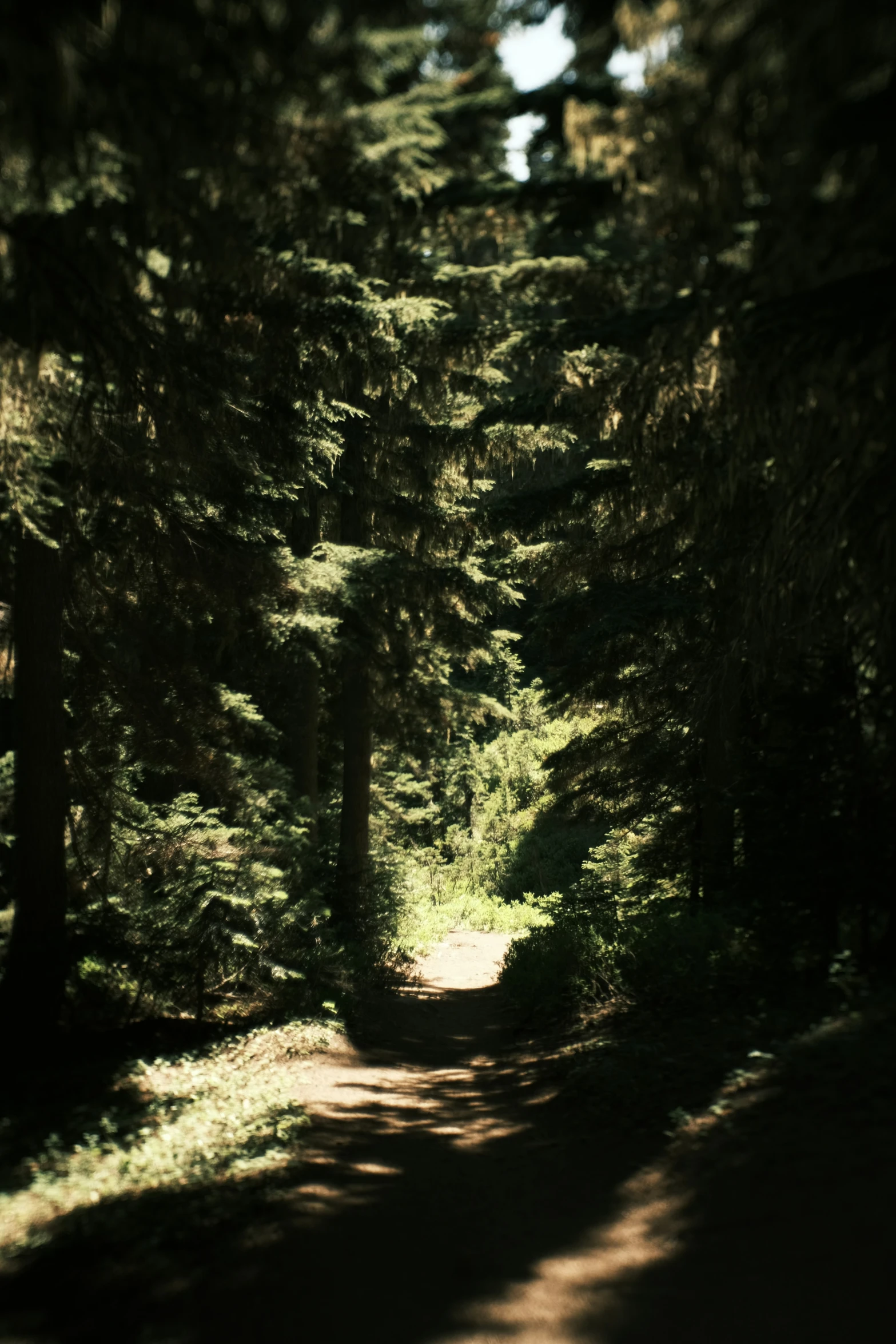 a lone bench sitting next to a wooded path