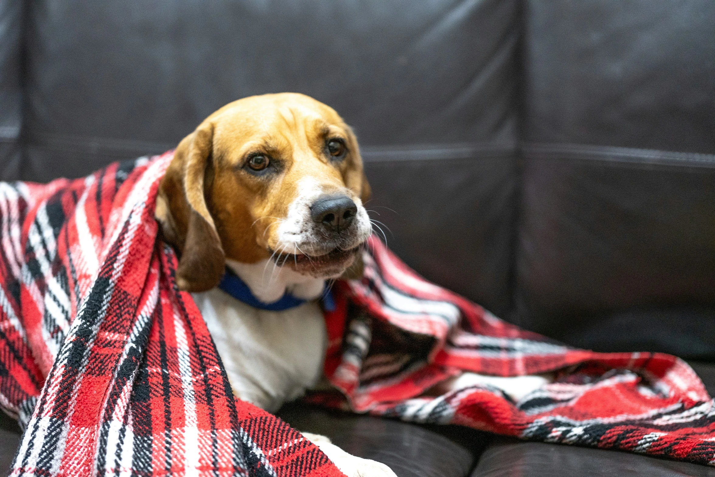 a dog with a scarf sits on the couch