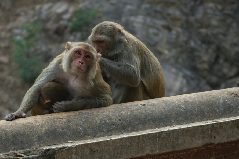 two monkeys hanging on to one another next to the rock