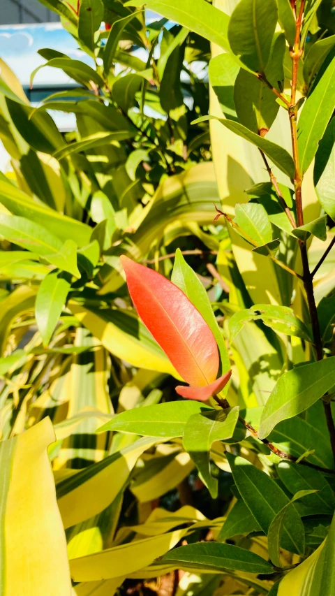 red flowers in a plant with lots of green leaves