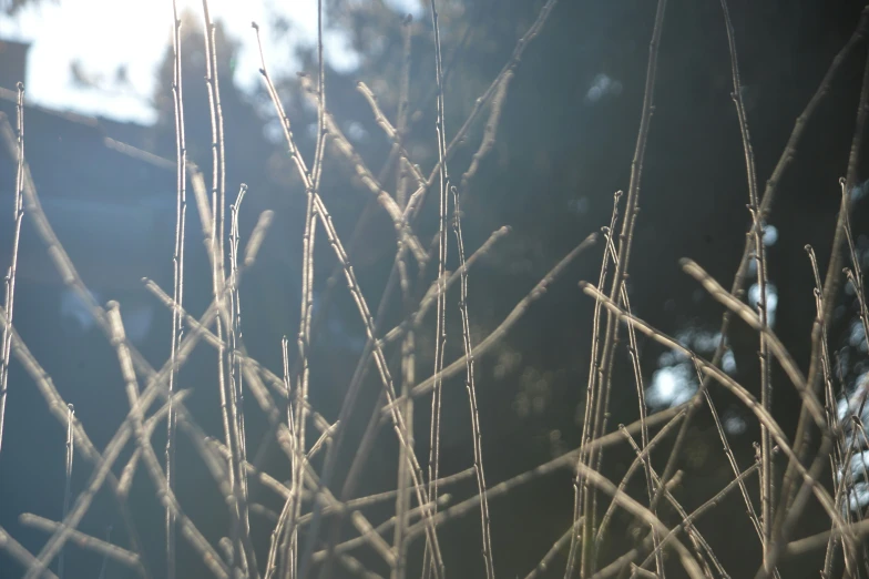 sunlight shining on grass that is blowing in the wind