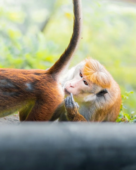 an orange monkey licking it's tail in the grass