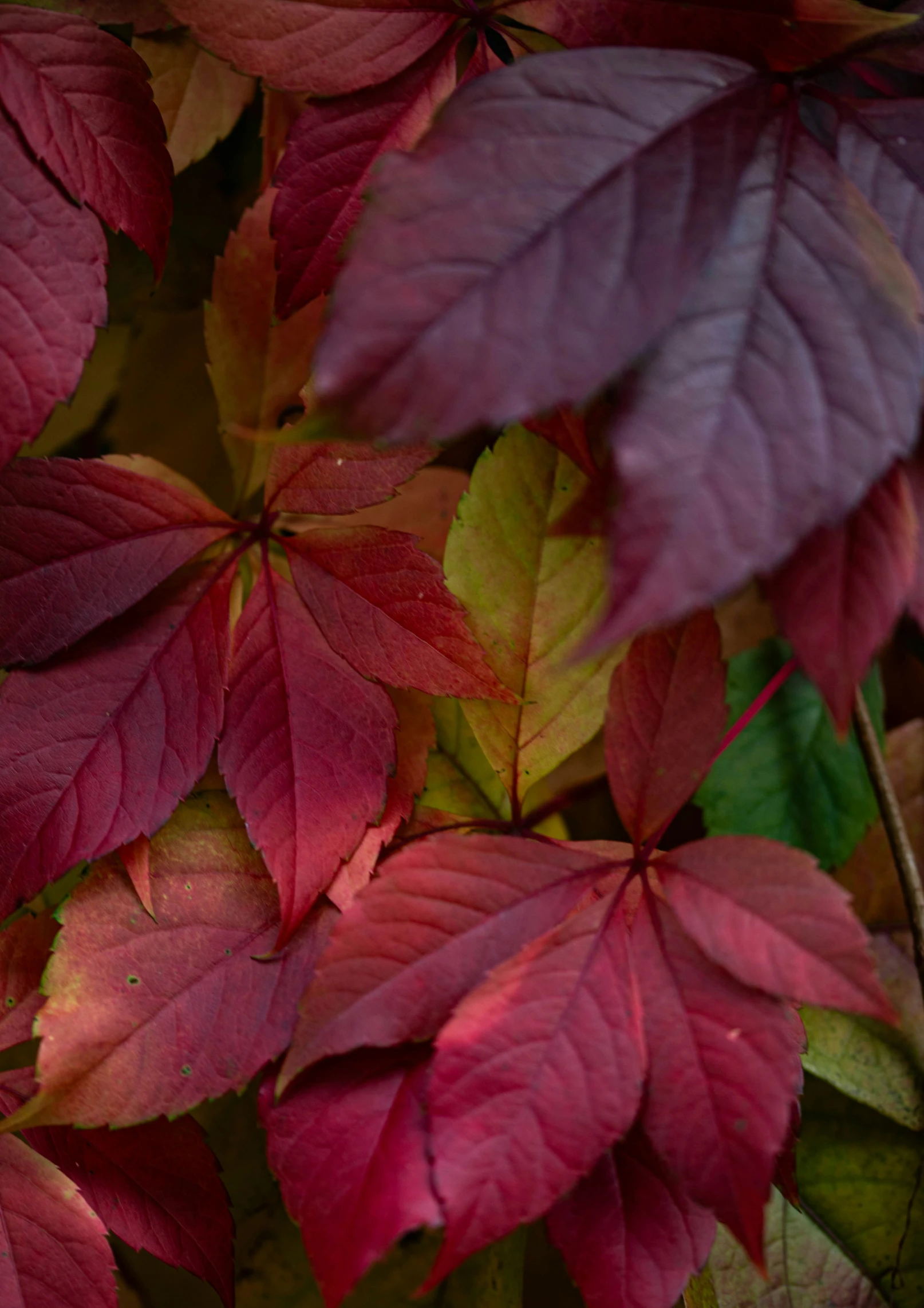 a large bunch of leaves are in the green and red colors