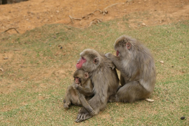 two monkeys sitting on the ground touching each other