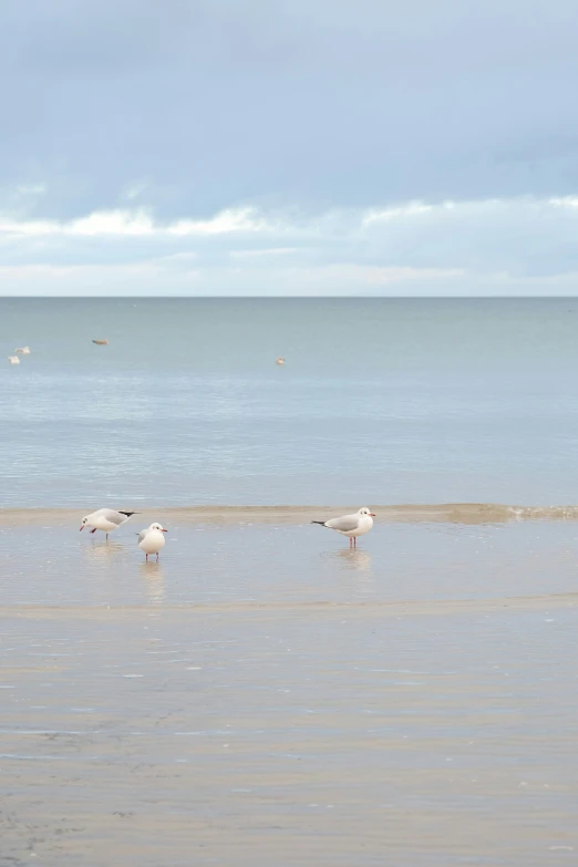 the birds are at the waters edge of the beach