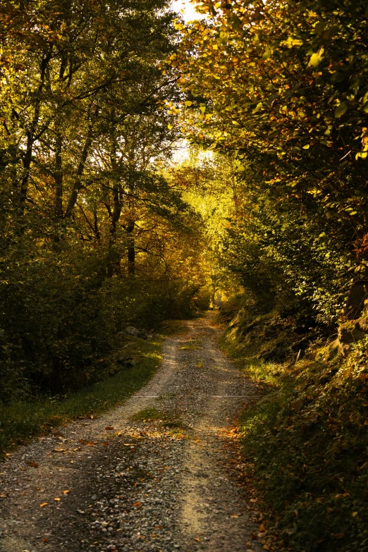 a dirt road and forest path with trees lining both sides