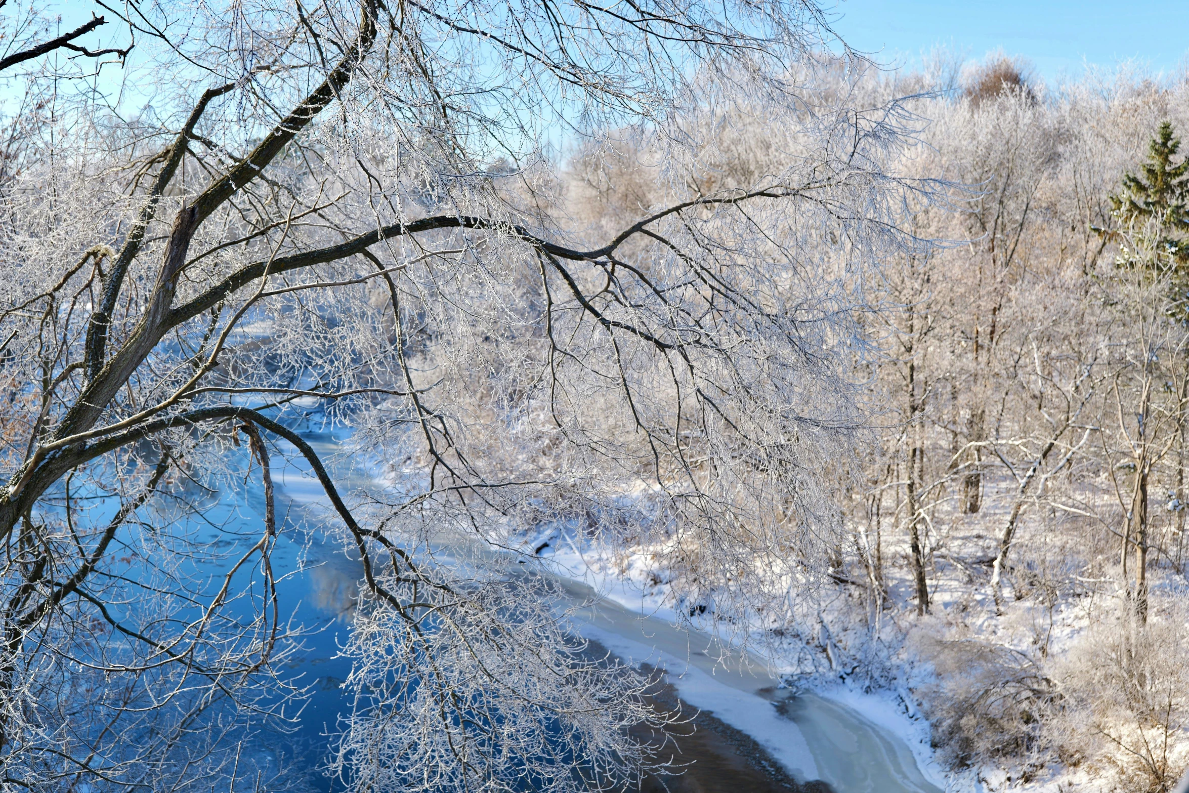 the snow covered forest is shown behind trees