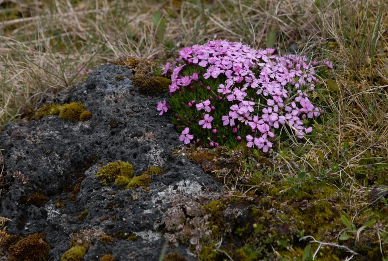 some plants with little purple flowers growing in the moss