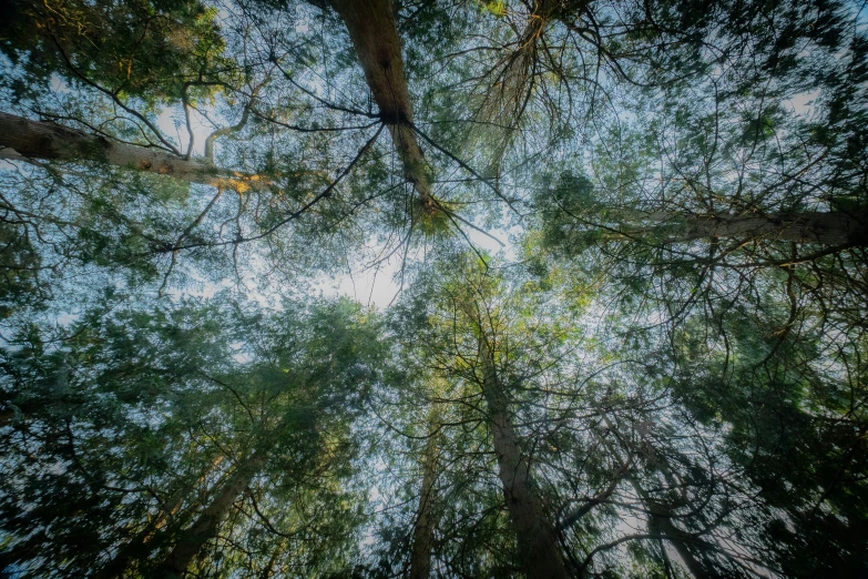 view looking up at the leaves and the canopy of many trees