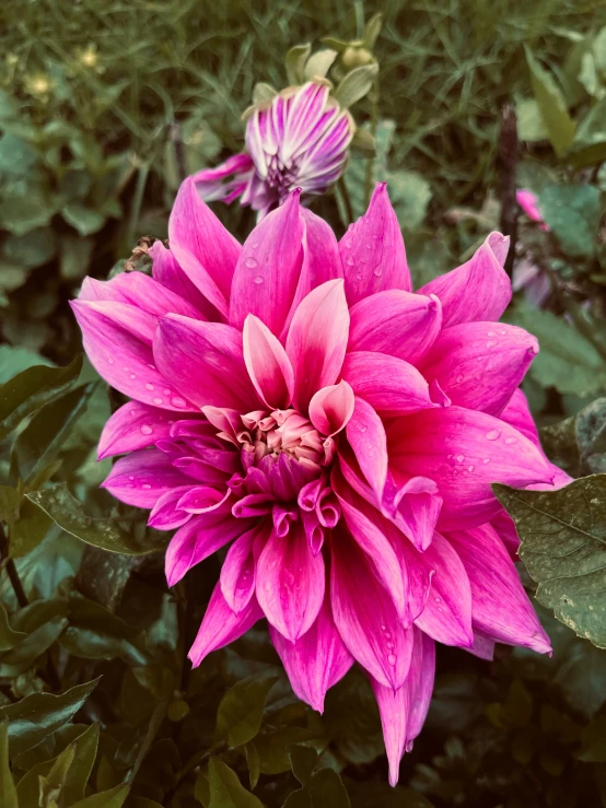 the large pink flower is sitting next to another purple one