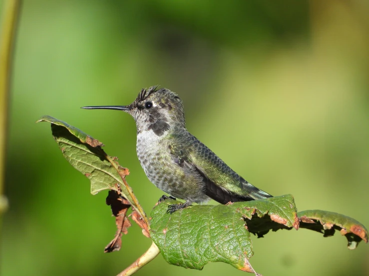 a small humming bird perched on a leaf