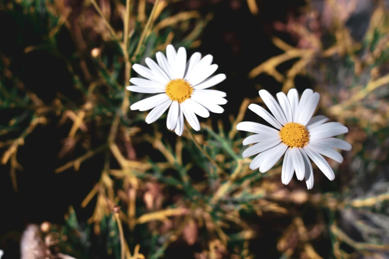 two white flowers in some brown grass with rocks