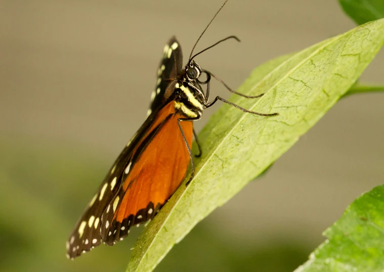 a close up of a colorful erfly on a leaf