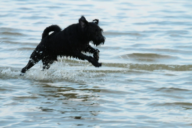 a dog jumping through the water on a sunny day