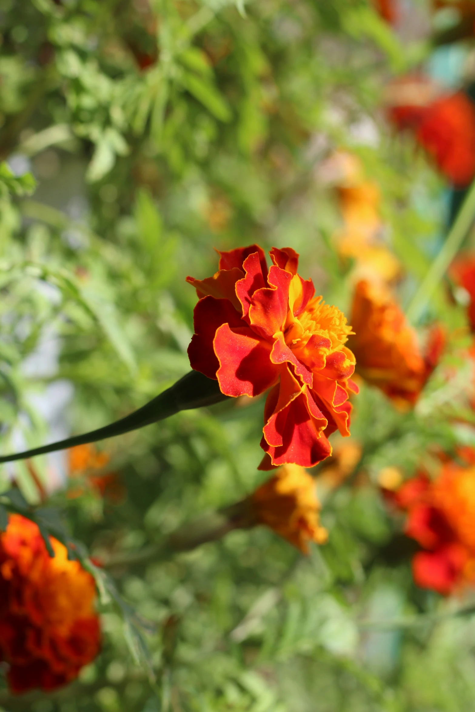 the orange and yellow flowers bloom on the plants