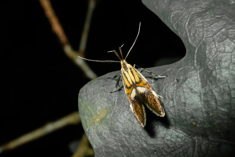 a yellow and white moth on black background