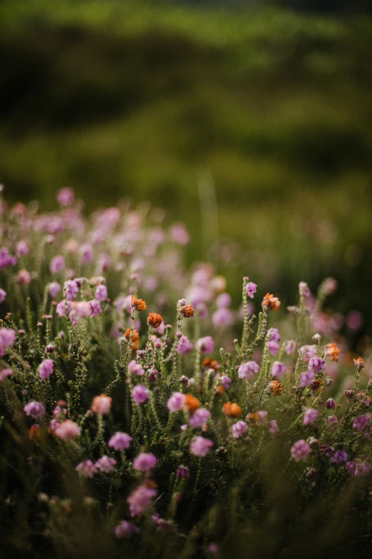 many small flowers grow among some grass