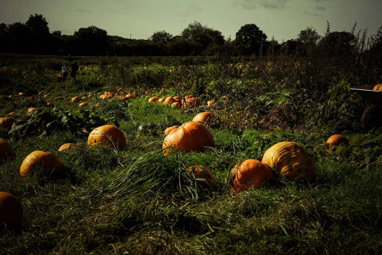 a bunch of pumpkins in a large field