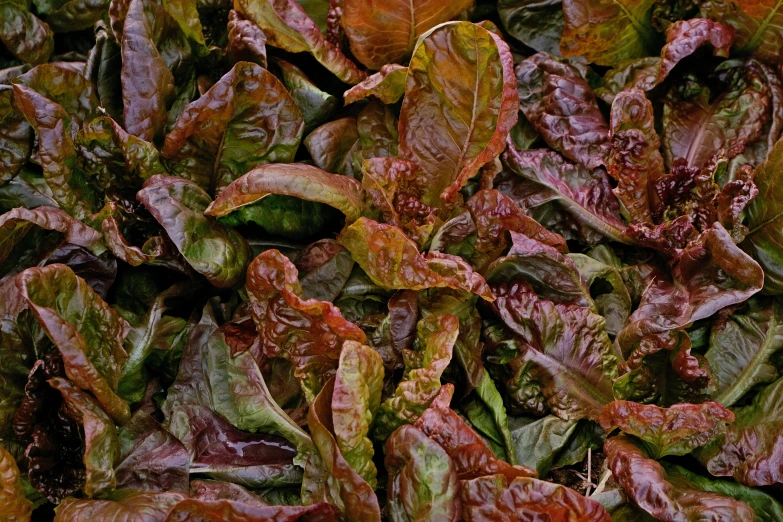 a bunch of green and red leaves in the ground