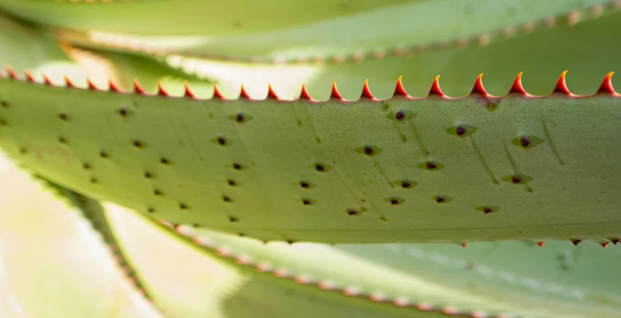 several small holes are placed inside a leaf