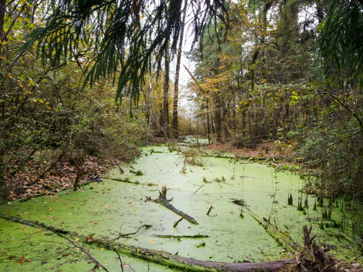 some very pretty looking green plants with water