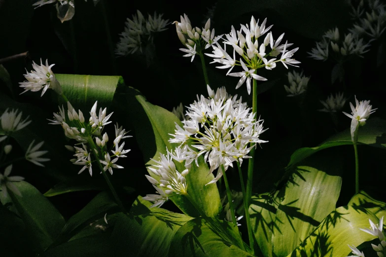 flowers and leaves in the dark on the ground