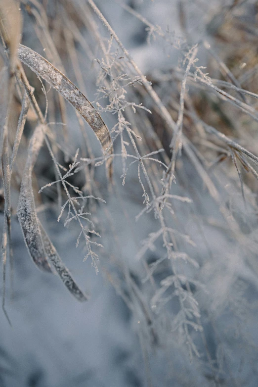 a blurry po of leaves with ice on them