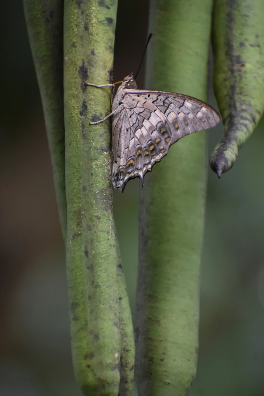 a brown moth with white spots on the wings resting on a green tree nch