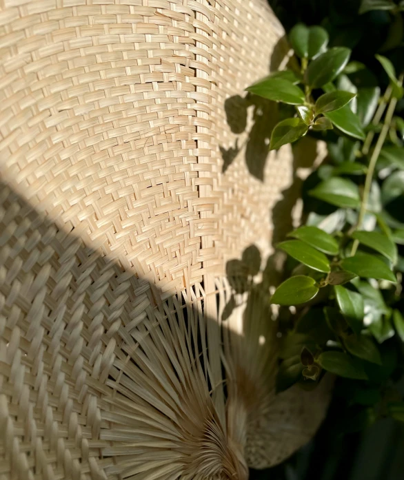 there is a small plant near a straw hat