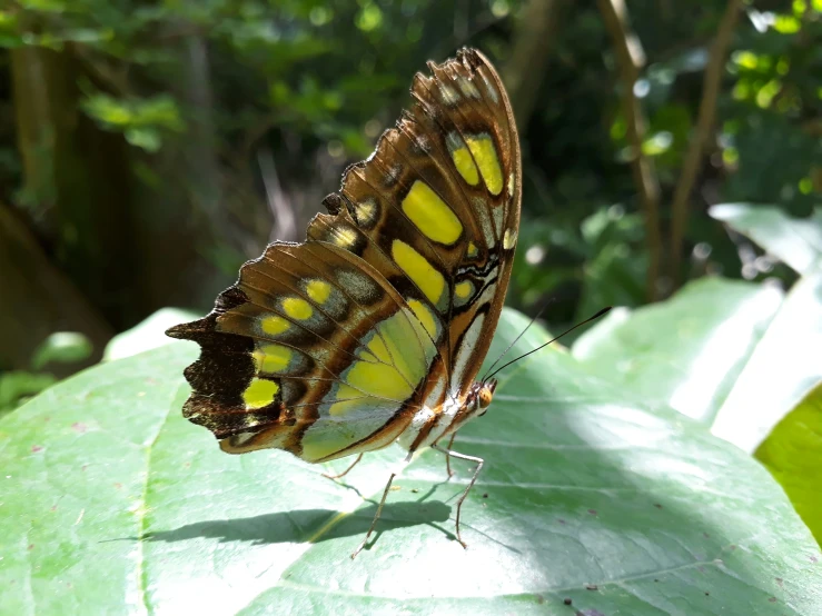 a beautiful yellow and brown erfly sits on a leaf