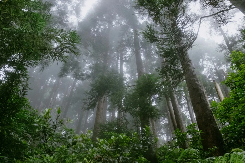 the tall trees are in the forest with fog