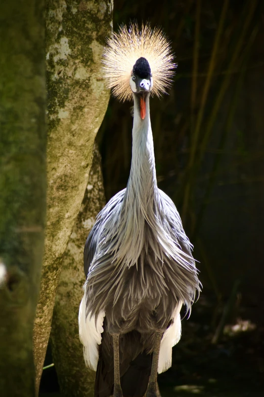 a bird that is standing in front of a tree