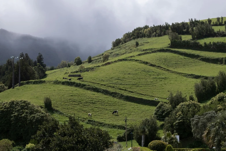 cows grazing in the green fields of a hillside