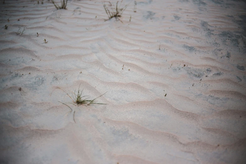 three brown weeds growing out of sand