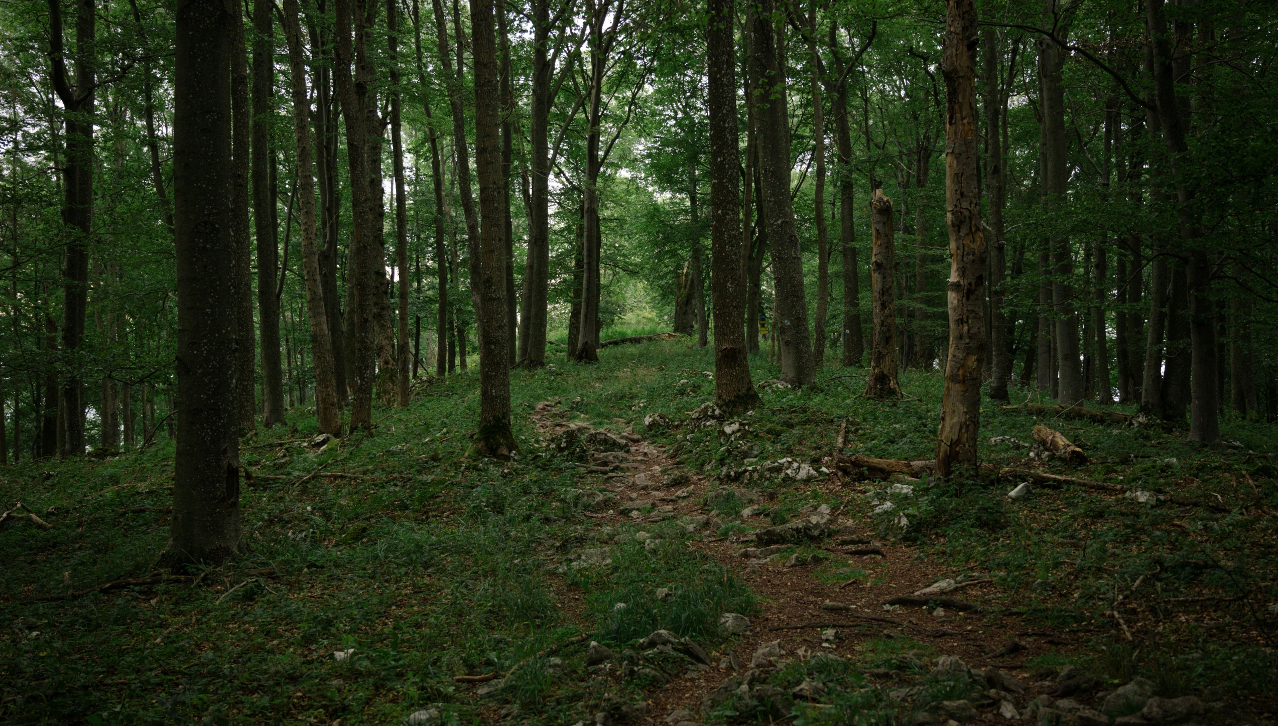 a wooded area is shown in the middle of the woods