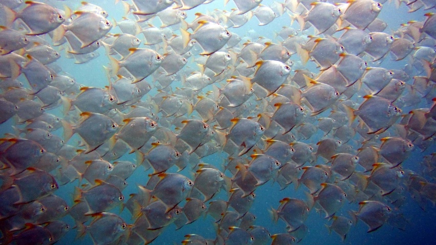 a large group of small fish swimming in a blue ocean