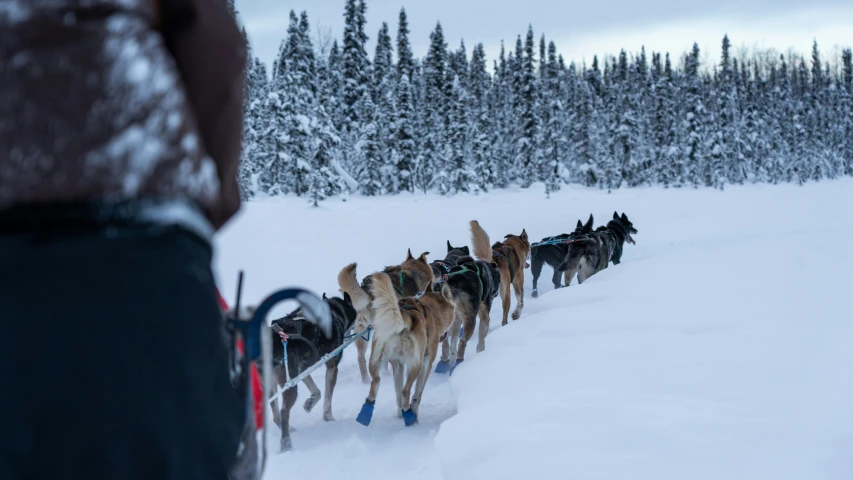 a dog team follows each other in their sled down a snowy hill