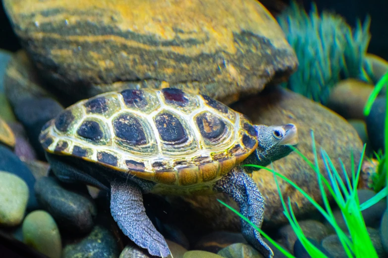 a large tortoise with orange and yellow markings on its body and head sitting in a rock garden