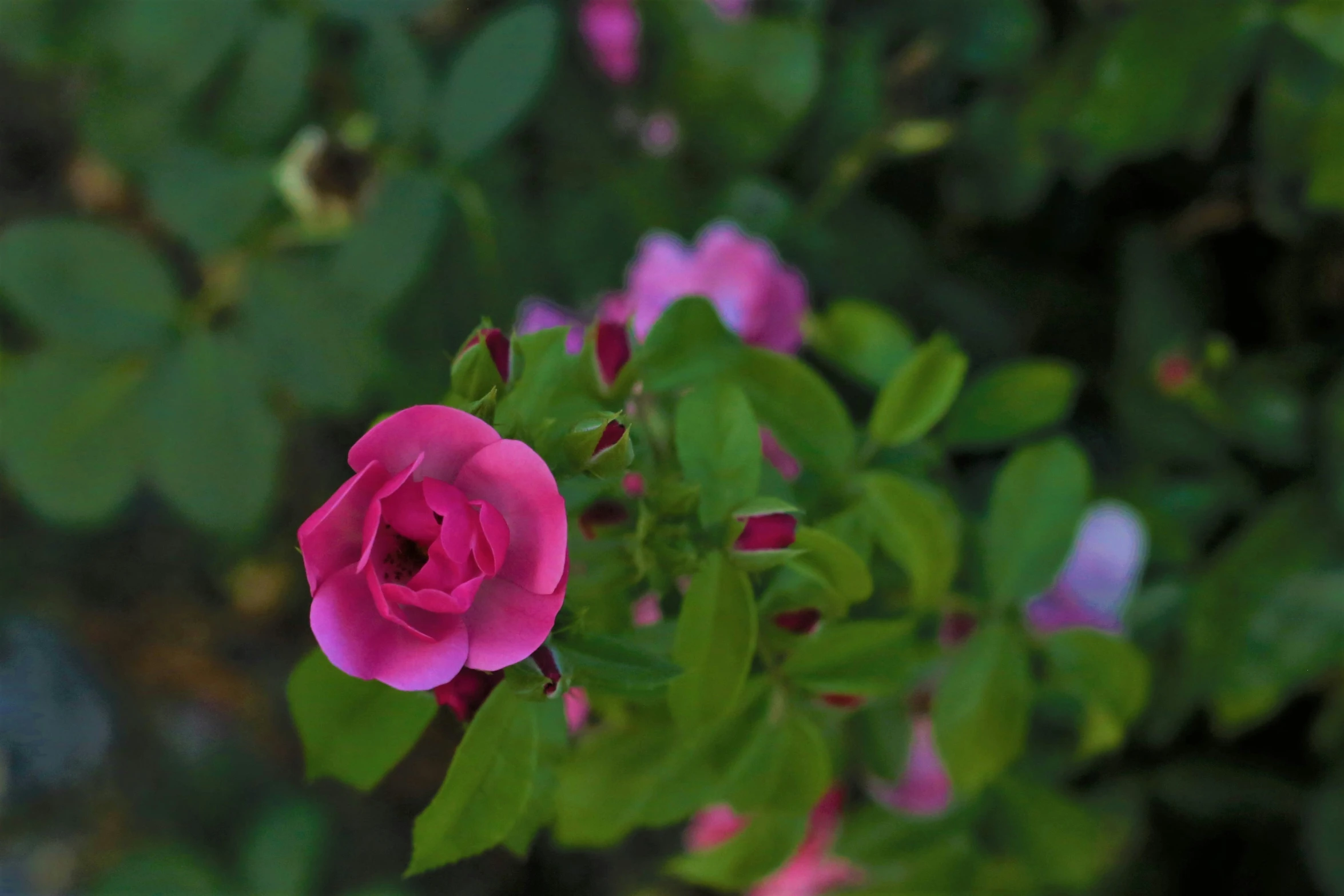 the pink flower has green leaves on it