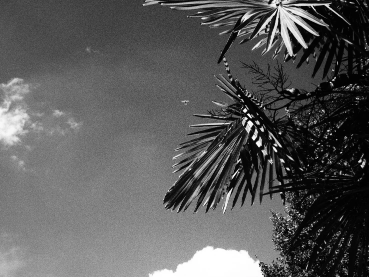 palm leaves and an orange in the distance