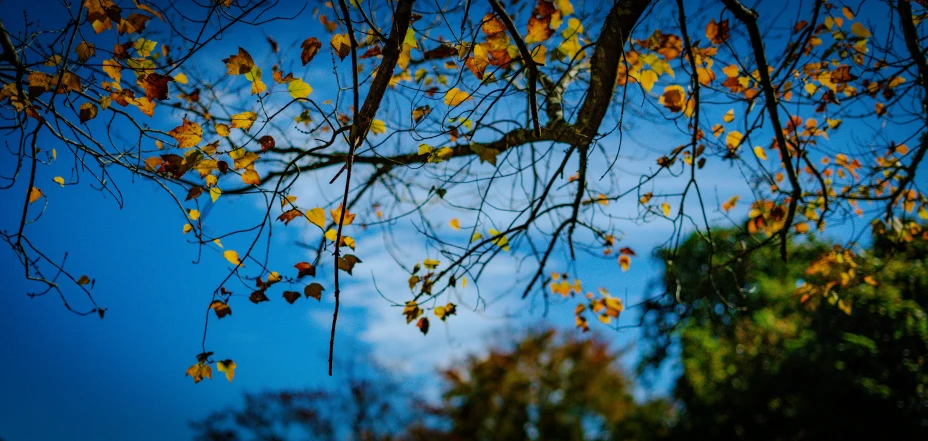 a bunch of leaves are hanging from the nches of trees