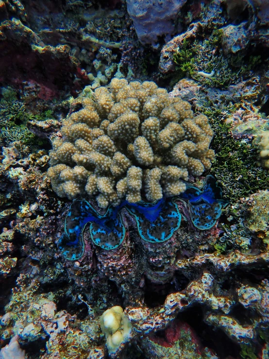 a underwater s of a soft coral in the reef