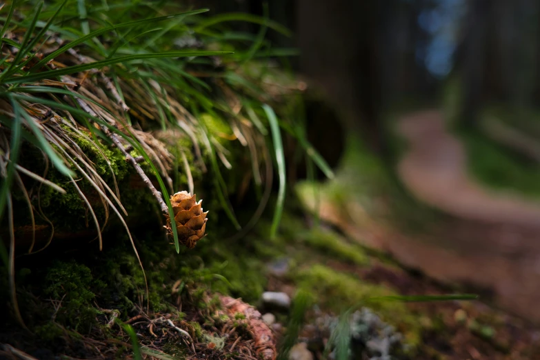 an image of a path leading to the woods